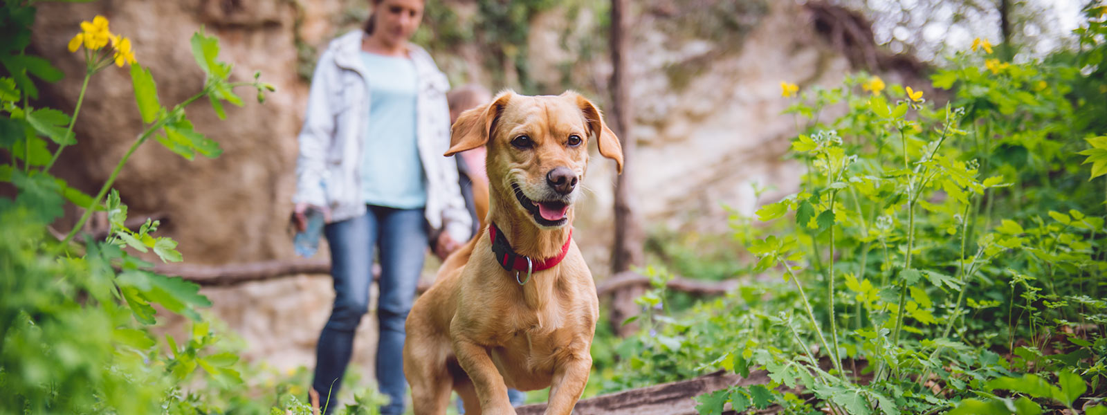 Ausflüge mit Hund